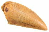 Serrated Raptor Tooth - Real Dinosaur Tooth #347056-1